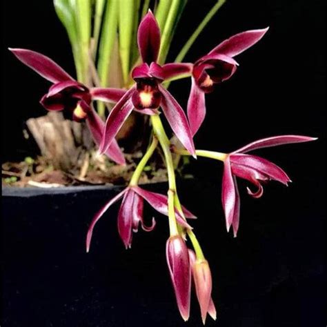 Buy Cymbidium Orchids Online India | Cymbidium Orchid Plants | Orchid ...