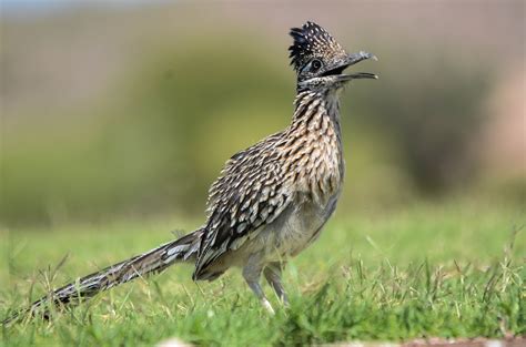 Road Runner Running Real Life 的图像结果
