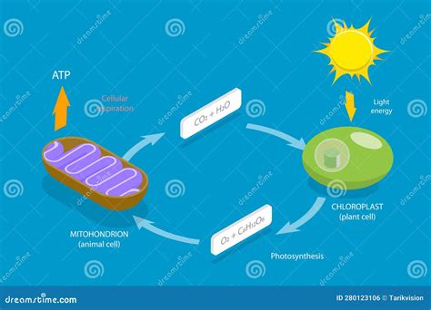3D Isometric Flat Vector Conceptual Illustration of Cellular Respiration Stock Vector ...
