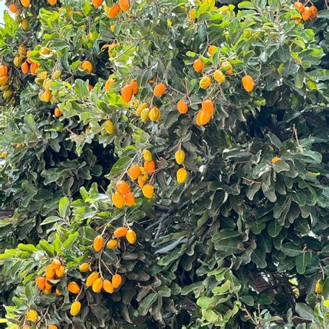 Giant Olosapo Fruit Plants (Couepia Polyandra) – veliyathgardens