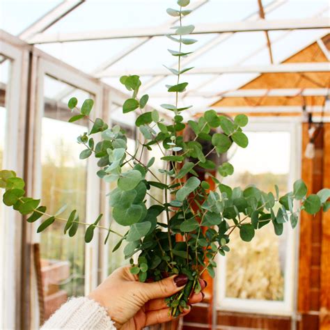 When & How To Start Eucalyptus Seeds In A Short Growing Season - From Soil to Soul