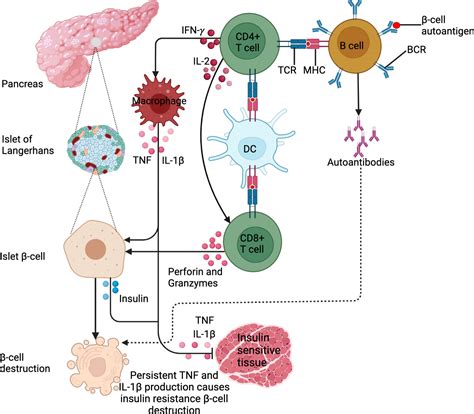 Frontiers | Immunologic, metabolic and genetic impact of diabetes on tuberculosis susceptibility