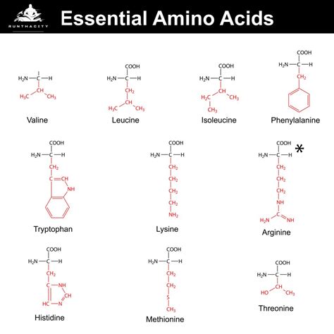 Amino Acids Guide | A Beginner's Guide To Amino Acids | RunThaCity