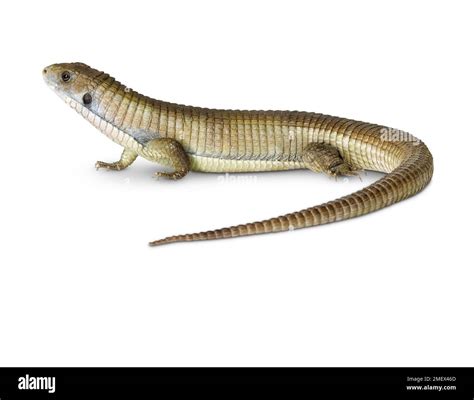 Sudan plated lizard Stock Photo - Alamy