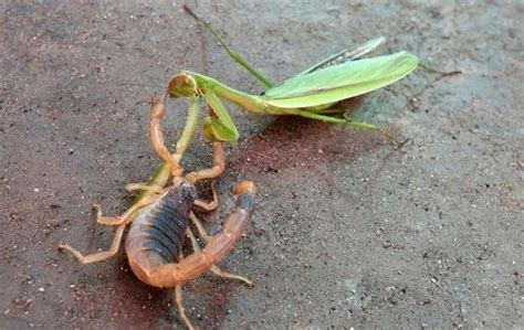 实拍螳螂与蝎子大战，螳螂一招不慎，竟被毒蝎刺中身亡|螳螂|蝎子|毒蝎_新浪新闻