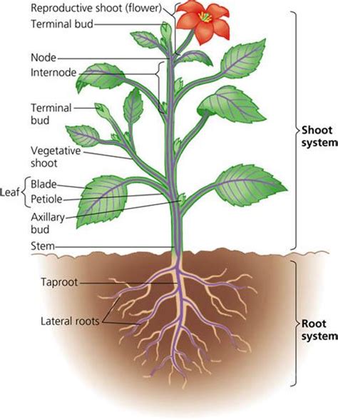Biology Plants 的图像结果