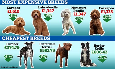 Less Expensive Dog Breeds | atelier-yuwa.ciao.jp