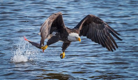 animals, fish, water, hunting, nature, eagle, birds, HD Wallpaper ...