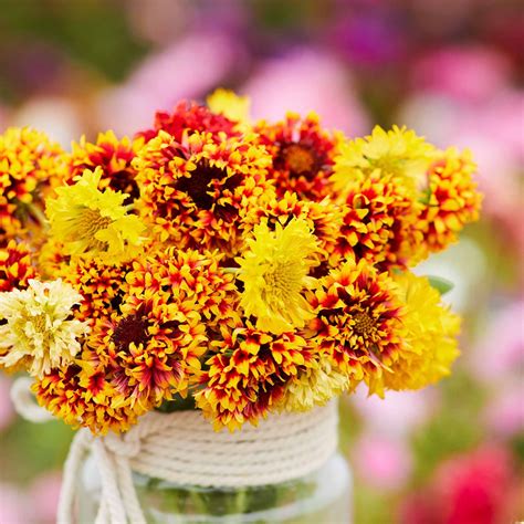 Blanket Flower Seeds - Sundance | Flower Seeds in Packets & Bulk | Eden ...