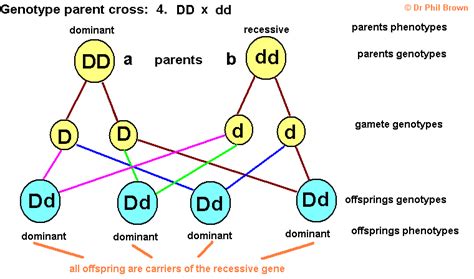 Genetic Inheritance 的图像结果