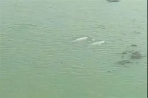 Dolphin census begins in Chilika Lake