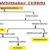 concept map on classic classification into five kingdoms - Brainly.in