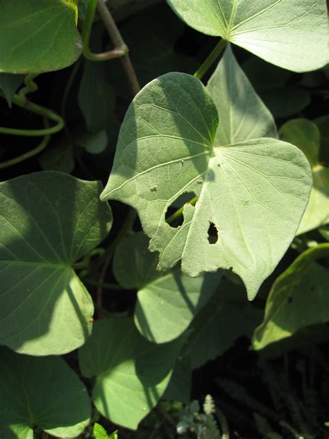 Ask Gardenerd: Are Grasshoppers Bad? - Gardenerd