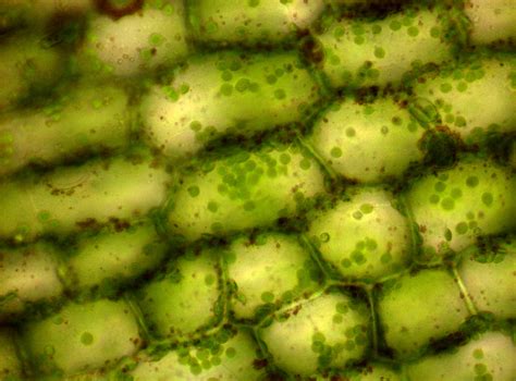 Elodea Under Microscope 40x