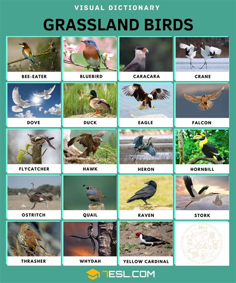 Grasslands Animals List