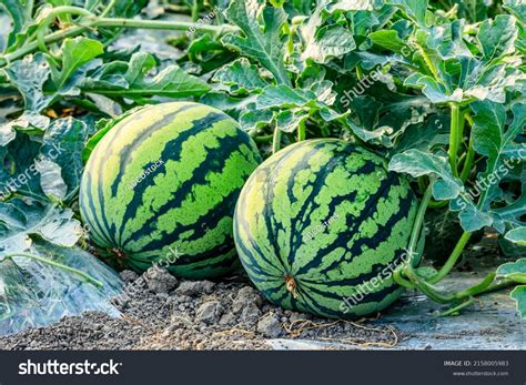 Watermelon Plant Illustration