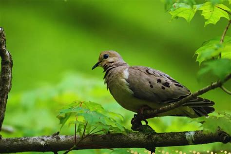 10 Spiritual Meanings of Mourning Dove and Symbolism - Meaningful Spirit