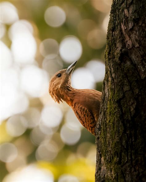 Desi Bhabhi Leaked Videos