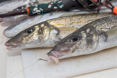 King George whiting sounder tips - Fishing World Australia