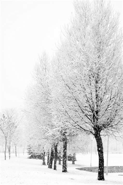 冬天雪后植物自然风景摄影图高清摄影大图-千库网