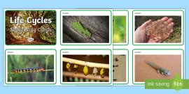 Life Cycles Sequencing Cards