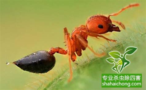 黑蚂蚁的样子,红蚂蚁和黑蚂蚁,大黑蚂蚁_大山谷图库