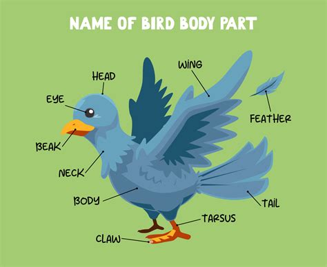 Name of cute cartoon bird body part for kids in english 9971534 Vector Art at Vecteezy