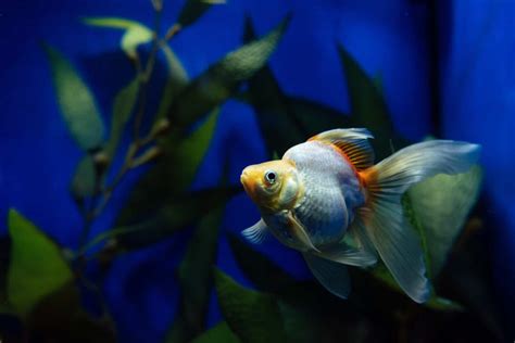 How Long Can Fish Go Without Food? A Helpful Guide