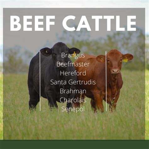 Beef Cattle