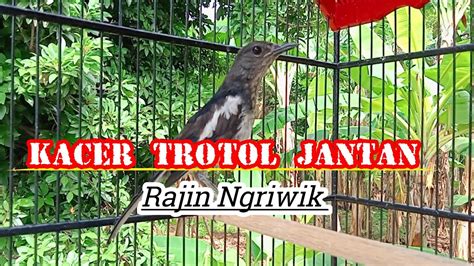 gambar lidah kacer trotol jantan