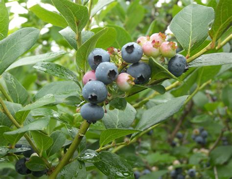 When Are Blueberries In Season? (Begin and End) - Eat Like No One Else