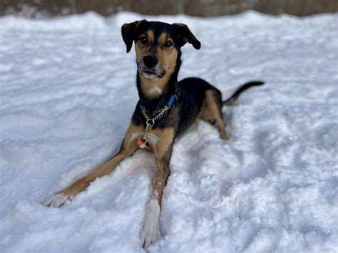 Fiche d'adoption de Ace - SPA des Cantons