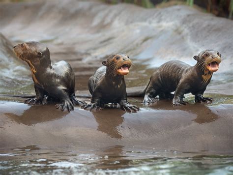 Baby Giant River Otters