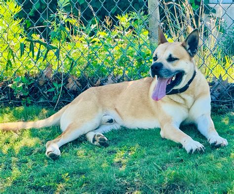 Montville Animal Control | Uncasville CT