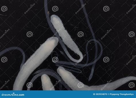 Tapeworms (Cestoda: Caryophyllidea), Parasites of Fish Under the ...