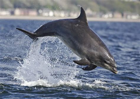 Image result for Dolphin vs Python