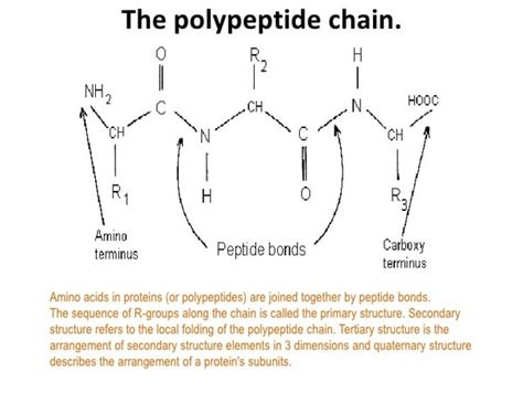 Image result for What Is Polypeptide