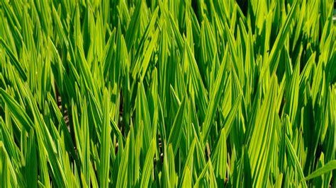 Download wallpaper 3840x2160 grass, macro, stem, green 4k uhd 16:9 hd ...
