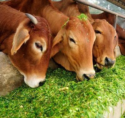 Maharshi gir Gau shala | Maharshi Daduram