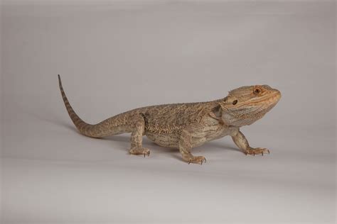 22 Types Of Bearded Dragon Morphs, Colors – VBCTN