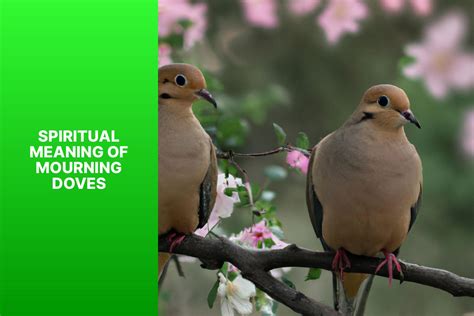 Unveiling the Spiritual Meaning of Mourning Doves: A Deep Dive into ...