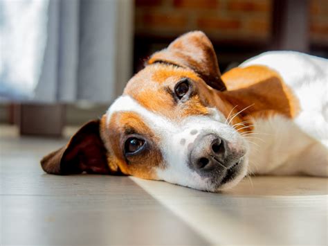 Why Do Dogs Bite Themselves