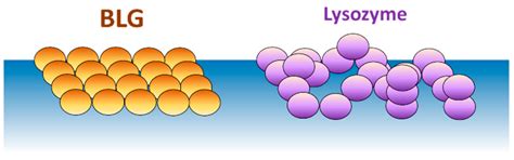 Spread Layers of Lysozyme Microgel at Liquid Surface