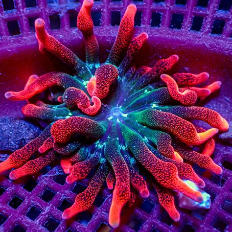 Black Widow Anemone (1-2") | Corals Anonymous