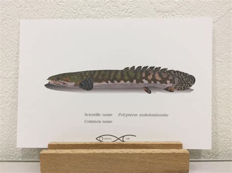 Polypterus mokelembembe Drawing Postcard | Osakanacraft