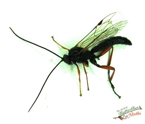 Black Slip Wasp Pimpla rufipes England - World of Butterflies and Moths