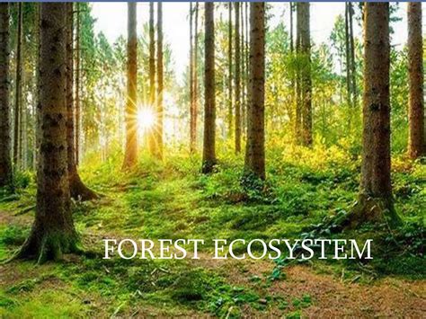 Forest Environment 的图像结果