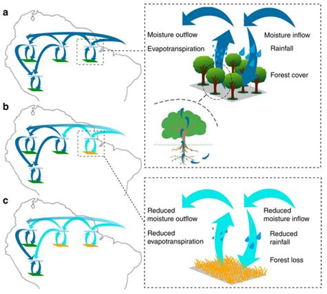 Carbon–Water Coupling in Forest Ecosystems Under Climate Change ...