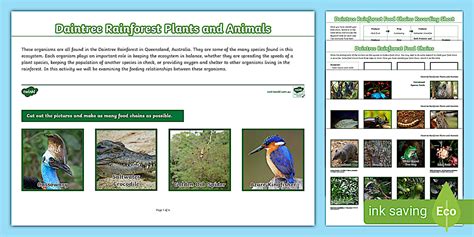 Daintree Rainforest Food Chains Activity Sheets