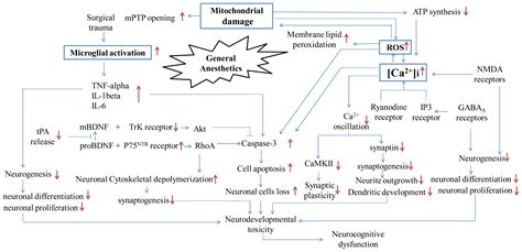 Mechanistic Insights into Neurotoxicity Induced by Anesthetics in the ...